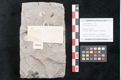 Foto (Objekt + Etikett) von Cassia phaseolites Unger (NHMW-GEO-2024-0188-8045)